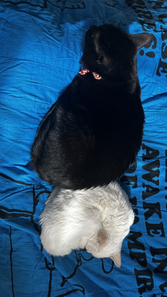 感謝日記を続けている、ある休日の記録記事の飼い猫の画像